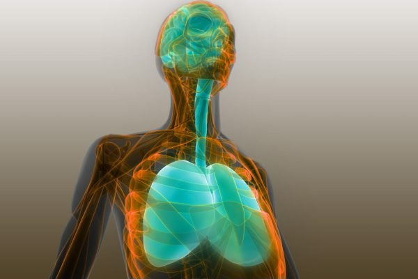 70829614 - human organs lungs and brain anatomy